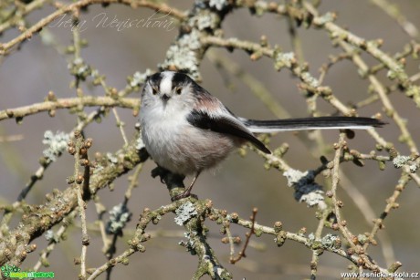 Mlynařík dlouhoocasý - Aegithalos caudatus - Foto Irena Wenischová (1)