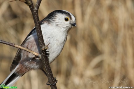 Mlynařík dlouhoocasý - Aegithalos caudatus - Foto Irena Wenischová (3)