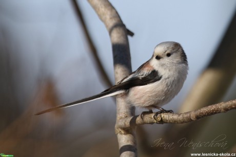 Mlynařík dlouhoocasý - Aegithalos caudatus - Foto Irena Wenischová (8)