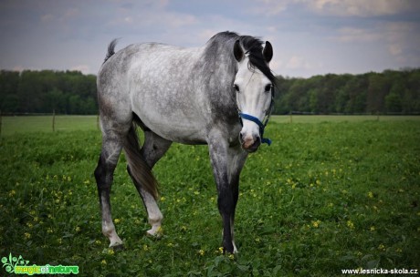 Krása koní - Foto Marie Vykydalová (3)