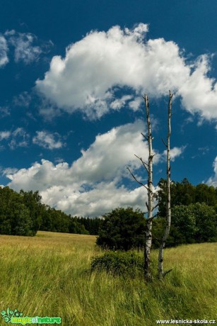 V lukách - Foto Petr Germanič (1)