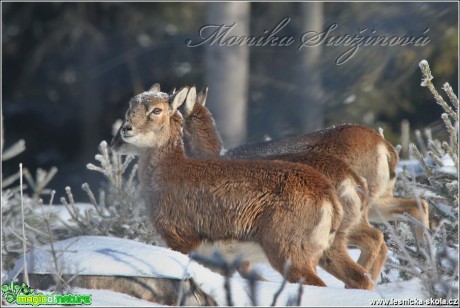 Muflon - Ovis musimon - Foto Monika Suržinová (1)