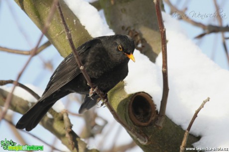 Kos černý -Turdus merula - Foto Irena Wenischová (1)