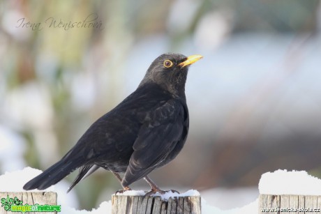 Kos černý -Turdus merula - Foto Irena Wenischová (2)