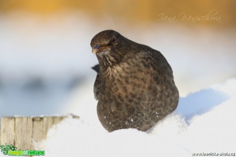 Kos černý -Turdus merula - Foto Irena Wenischová (5)