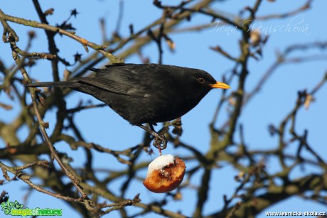 Kos černý -Turdus merula - Foto Irena Wenischová (11)