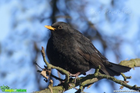 Kos černý -Turdus merula - Foto Irena Wenischová (12)