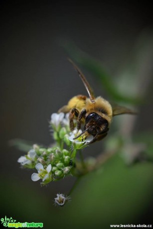 Sladký nektar - Foto Marie Vykydalová (2)