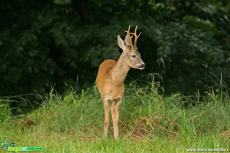 Z českých luhů a hájů - Foto Lukáš Málek (3)