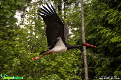 Čáp černý - Ciconia nigra - Foto Jozef Pitoňák (4)