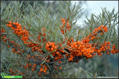 Rakytník řešetlákový - Hippophae rhamnoides - Foto Jiří Perlík (1)