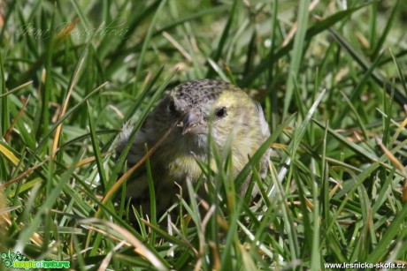 Čížek lesní - Carduelis spinus - Foto Irena Wenischová (4)