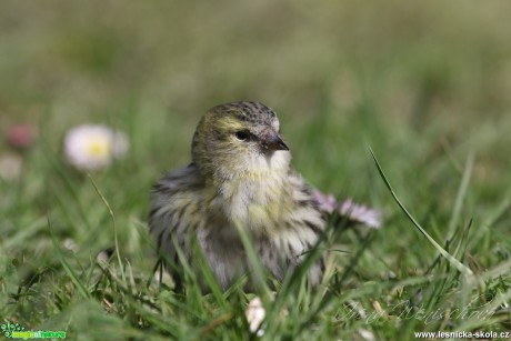 Čížek lesní - Carduelis spinus - Foto Irena Wenischová (5)