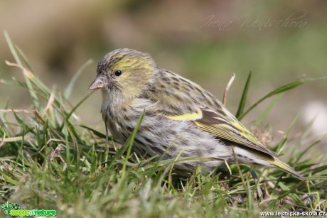 Čížek lesní - Carduelis spinus - Foto Irena Wenischová (6)