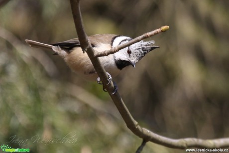 Sýkora parukářka - Lophophanes cristatus - Foto Irena Wenischová (2)