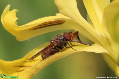 Pestřenka pastvinná - Rhingia campestris - Foto Irena Wenischová (3)