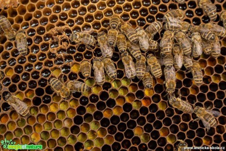Ze života včel - Foto Lukáš Málek (1)