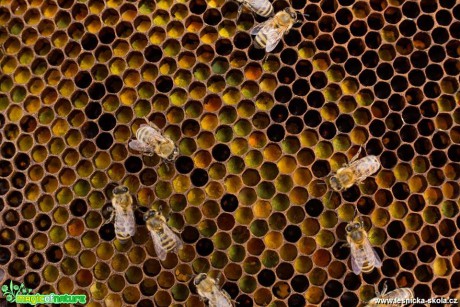 Ze života včel - Foto Lukáš Málek (3)