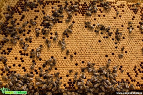 Ze života včel - Foto Lukáš Málek (5)