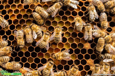 Ze života včel - Foto Lukáš Málek (6)