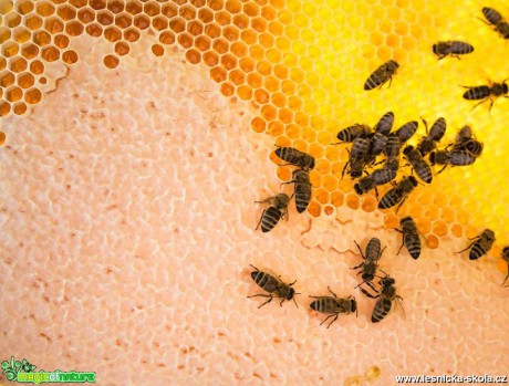 Ze života včel - Foto Lukáš Málek (7)