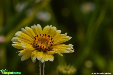 Květy pro potěchu oka - Foto Marie Vykydalová (2)