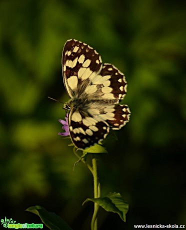 Co se děje v trávě - Foto Marie Vykydalová (4)