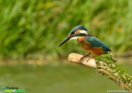 Ledňáček říční - Alcedo atthis - Foto Dušan Sedláček (7)