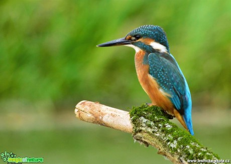 Ledňáček říční - Alcedo atthis - Foto Dušan Sedláček (3)