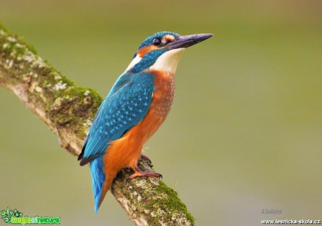 Ledňáček říční - Alcedo atthis - Foto Dušan Sedláček (4)