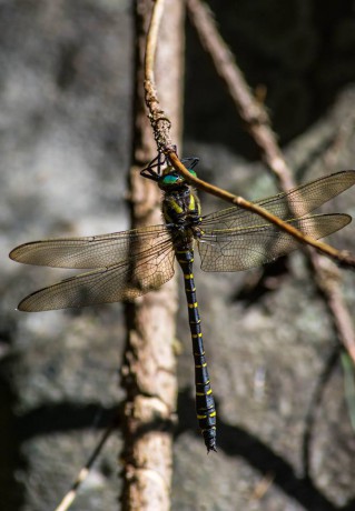 Hmyzí krása z blízka - Foto Roman Brož (1)