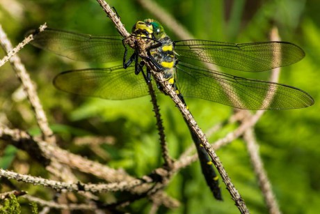 Hmyzí krása z blízka - Foto Roman Brož