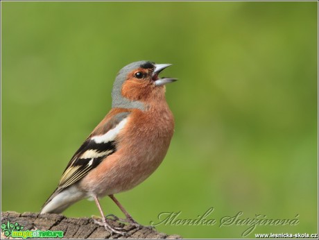 Pěnkava obecná (samec) - Fringilla coelebs - Foto Monika Suržinová