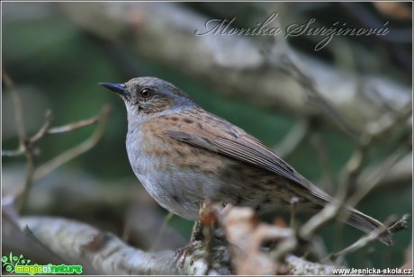 Pěvuška modrá - Prunella modularis - Foto Monika Suržinová