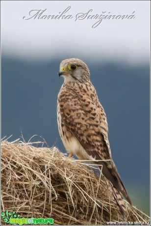 Poštolka obecná - Falco tinnunculus - Foto Monika Suržinová