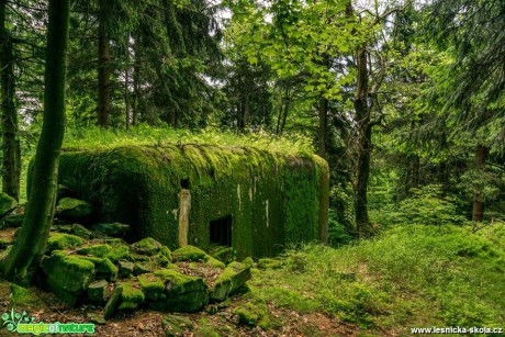 Schován v lesích - Foto Petr Germanič
