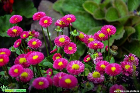 Krása rostlin - Foto Pavel Ulrych (6)