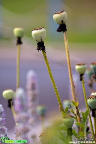 Krása rostlin - Foto Pavel Ulrych (10)