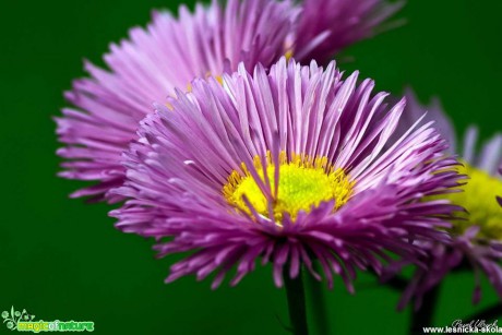 Krása rostlin - Foto Pavel Ulrych (13)