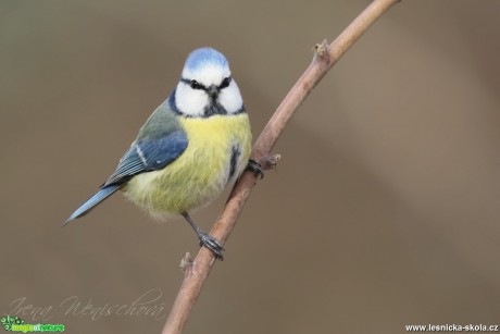 Sýkora modřinka - Cyanistes caeruleus - Foto Irena Wenischová (30)