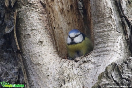 Sýkora modřinka - Cyanistes caeruleus - Foto Irena Wenischová (32)