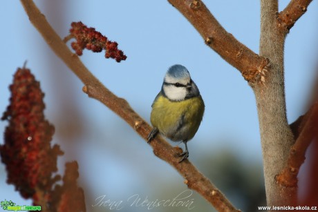 Sýkora modřinka - Cyanistes caeruleus - Foto Irena Wenischová (33)