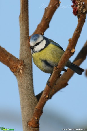 Sýkora modřinka - Cyanistes caeruleus - Foto Irena Wenischová (34)