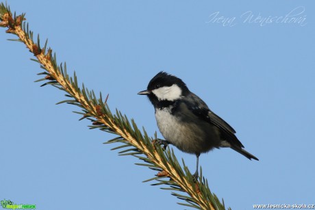 Sýkora uhelníček - Parus ater - Foto Irena Wenischová (8)