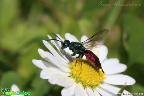 Zlatěnka - Chrysis sp. - Foto Irena Wenischová