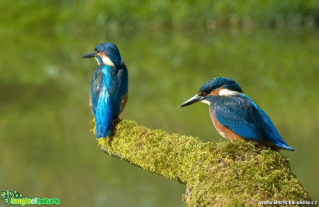 Ledňáček říční - Alcedo atthis - Foto Dušan Sedláček (10)