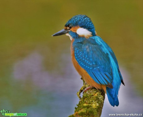 Ledňáček říční - Alcedo atthis - Foto Dušan Sedláček (12)