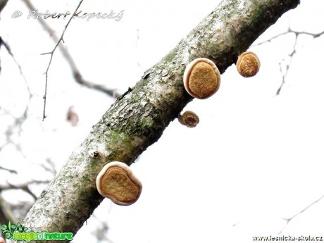 Březovník obecný - Piptosporus betulinus - Foto Robert Kopecký