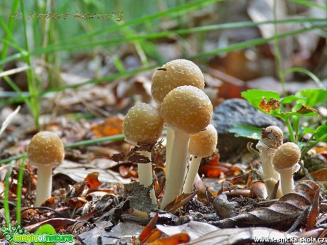 Křehutka Candolleova - Psathyrella candolleana - Foto Robert Kopecký