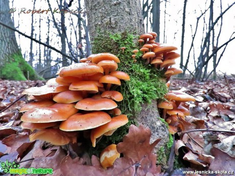 Penízovka sametonohá - Flammulina velutipes - Foto Robert Kopecký